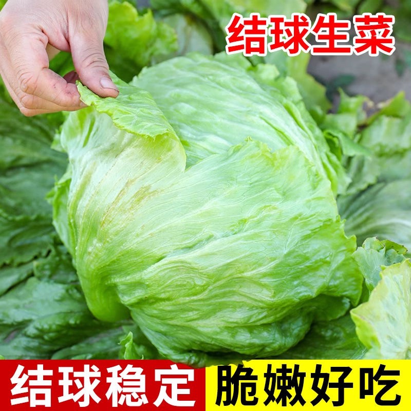 结球生菜籽奶油圆生菜西餐汉堡火锅用包心沙拉新鲜蔬菜圆西生菜籽
