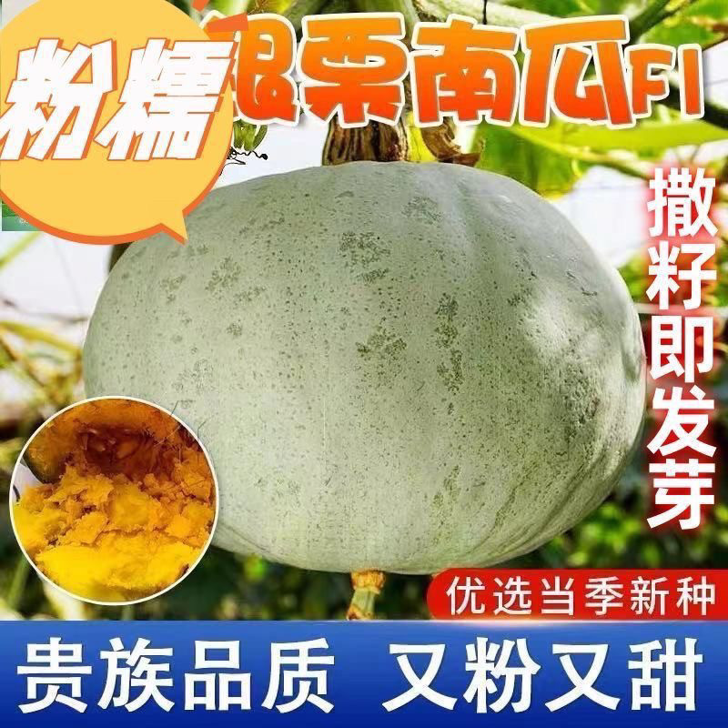 银栗板栗南瓜种子新疆贵族灰皮南瓜种籽四季蔬菜瓜种贝贝迷你南瓜