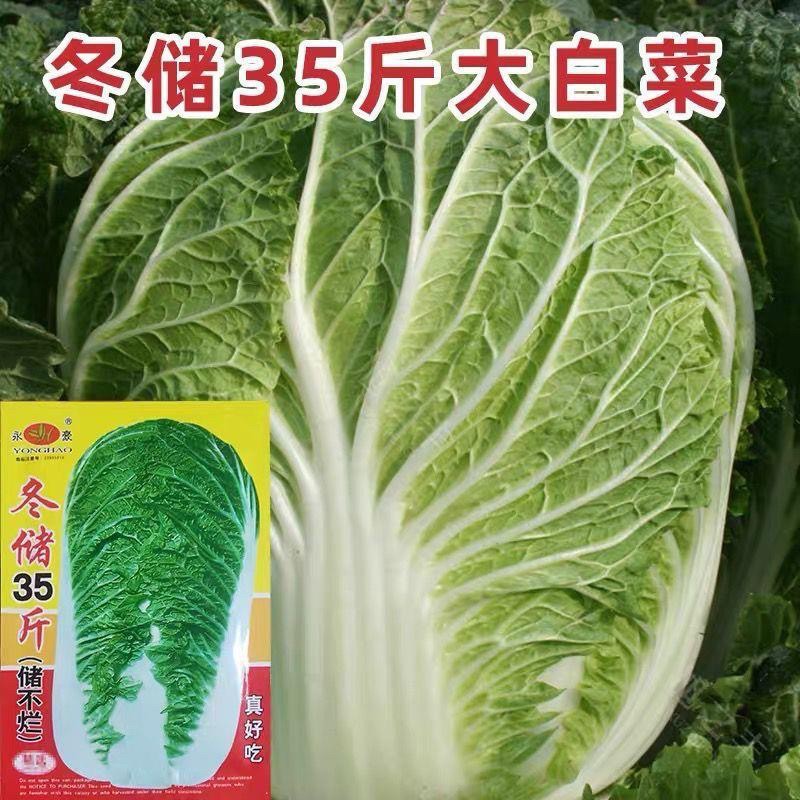 冬储35斤秋播大白菜种子