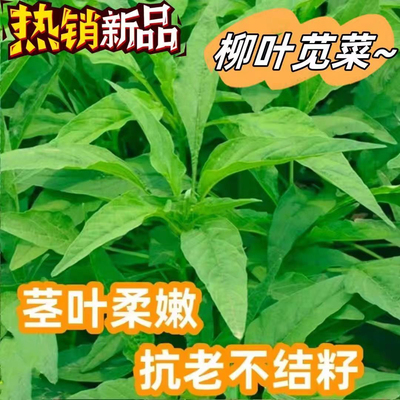 柳叶青苋菜籽新鲜青叶苋菜