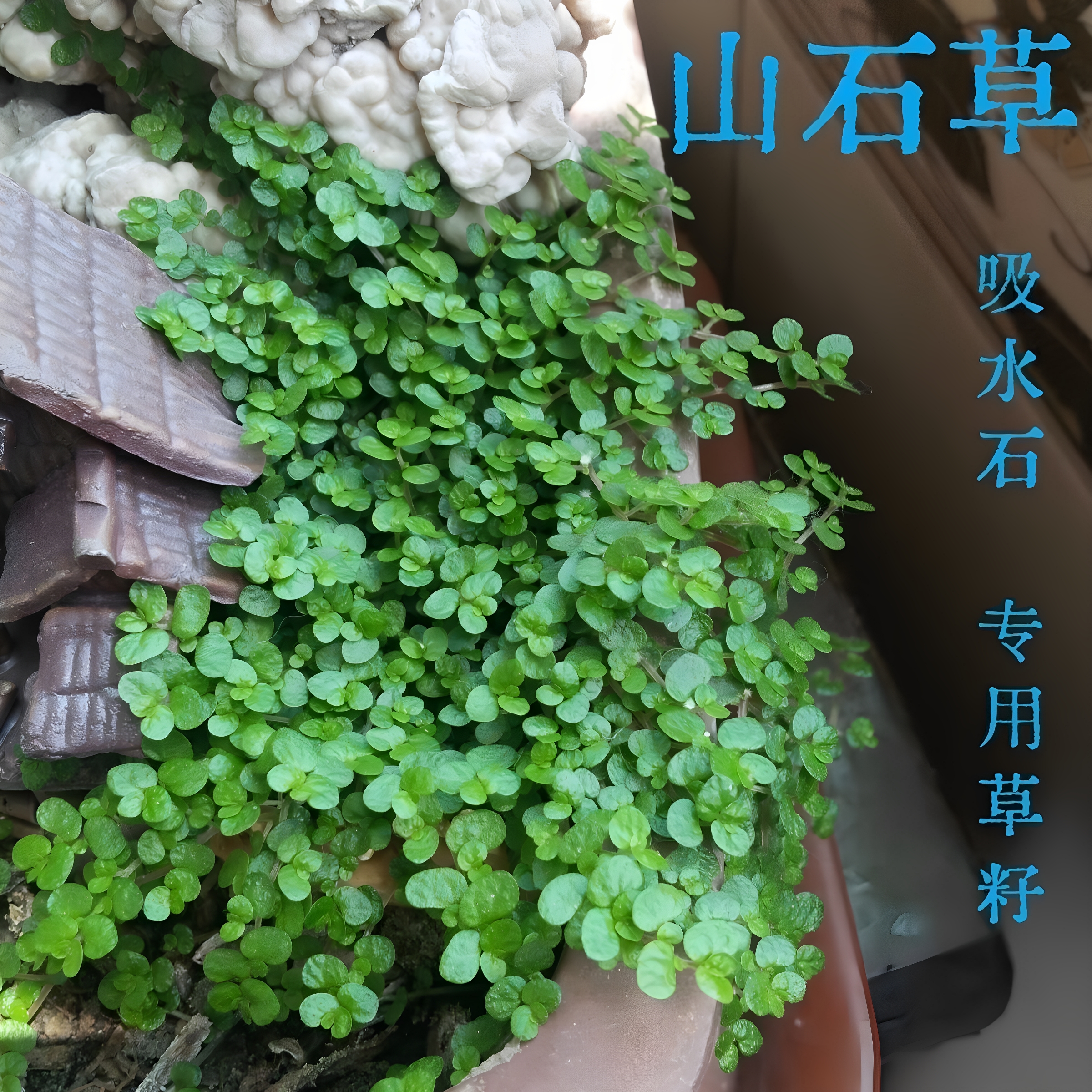 山石草假山草种子盆景草种子吸水石草籽珍珠草幸运草种子四季
