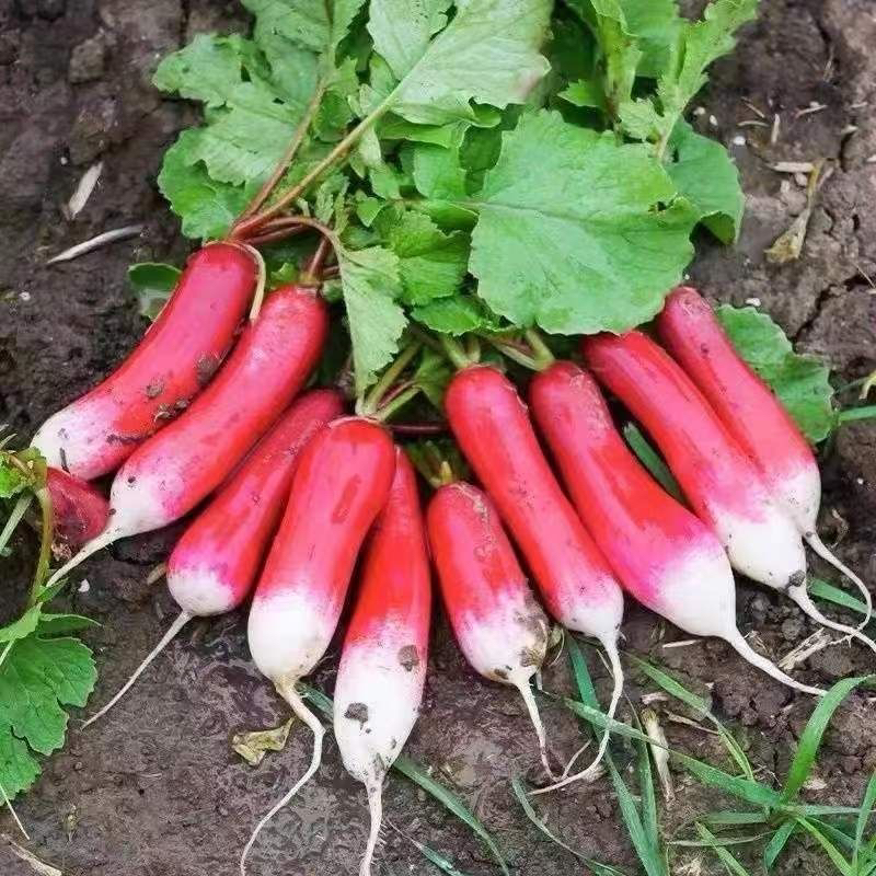 甜脆拇指萝卜种籽速生种籽