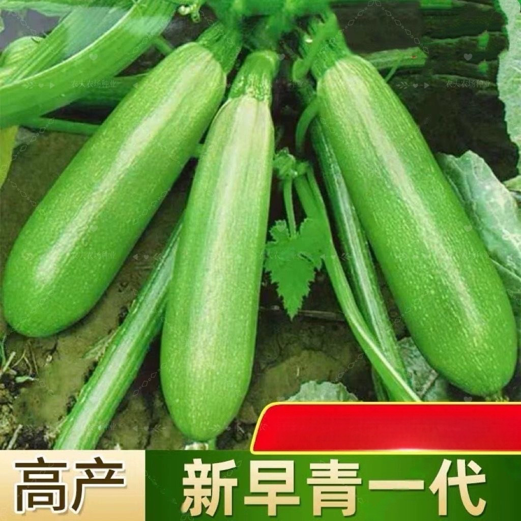 早青一代杂交西葫芦种子耐热种籽占瓜菜茭瓜种子西湖瓜种子四季播
