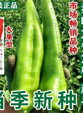 微微辣特大果牛角椒种子高产牛角椒青椒辣椒种籽微辣肉厚庭院阳台