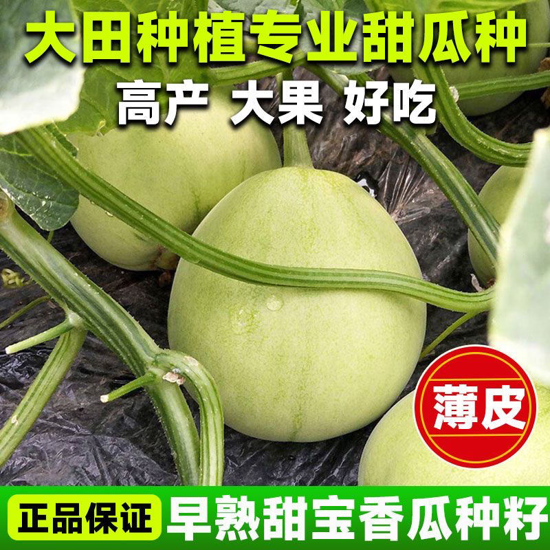 日本甜宝甜瓜种子超甜特大香瓜