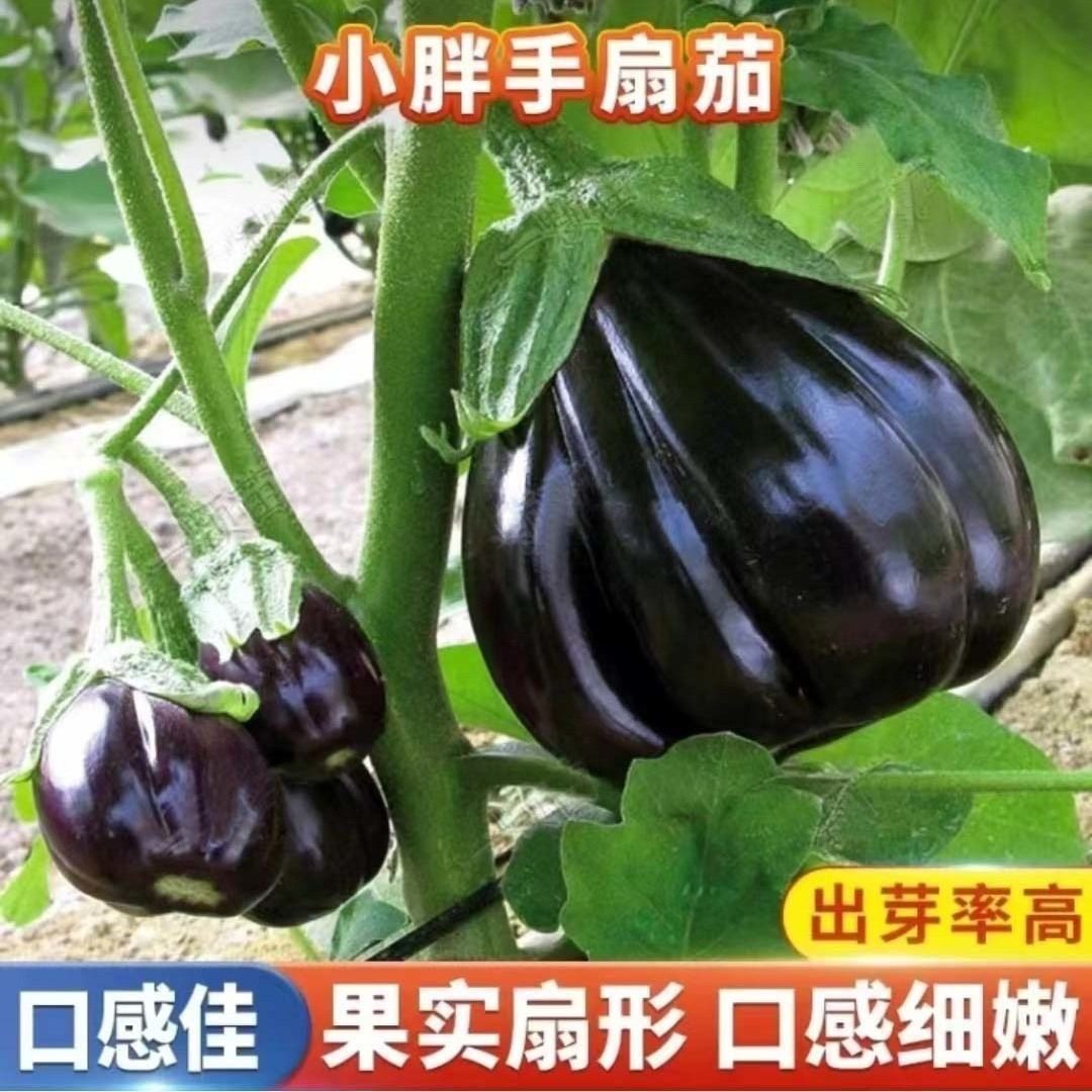 小胖手扇茄种子四季扇形茄种子高产扇茄小茄子种籽阳台盆栽扇茄子