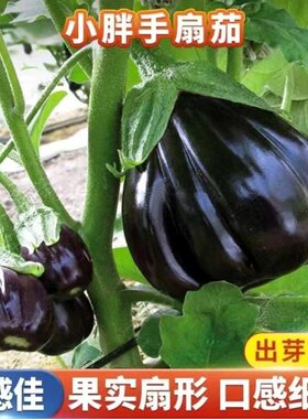 小胖手扇茄种子四季扇形茄种子高产扇茄小茄子种籽阳台盆栽扇茄子