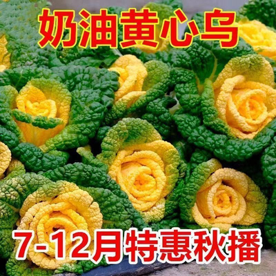 奶油黄心乌塌菜四季耐寒