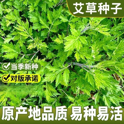 艾草种子种植食用草种籽药用野生艾草种仔大叶艾蒿青蒿四季驱蚊