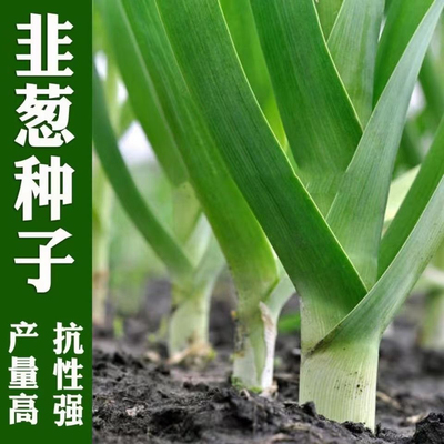 花旗韭葱种籽 蒜苗苗海蔬菜种子西青叶葱四季洋蒜青蒜蔬菜种子
