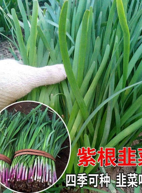 四季韭菜种子老品种小细叶