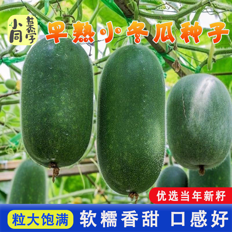 早熟小冬瓜种子种籽苗