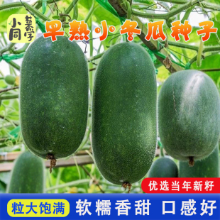 早熟小冬瓜种子种籽苗秧瓜苗菜苗四季盆栽蔬菜孑秧苗迷你苗子东瓜