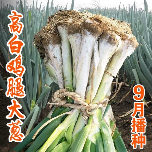 高白鸡腿大葱种子鸡腿葱大头葱种子辣味浓厚四季秋冬家庭蔬菜种子