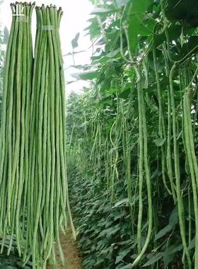 特长无筋长豆角种子高产翠绿色长豇豆子种籽长款庭院种植蔬菜种子