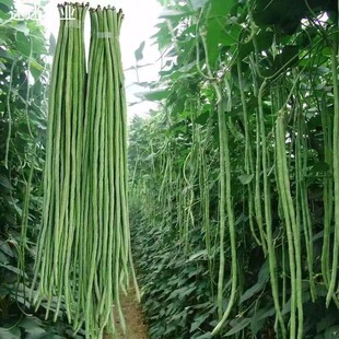 特长无筋长豆角种子高产翠绿色长豇豆子种籽长款庭院种植蔬菜种子