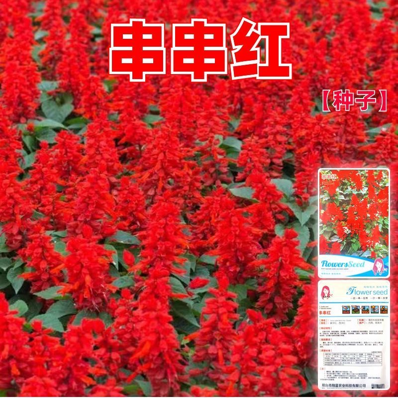 串串红种子矮杆高杆串串红花种籽观赏绿化花期长园林绿化花卉草籽
