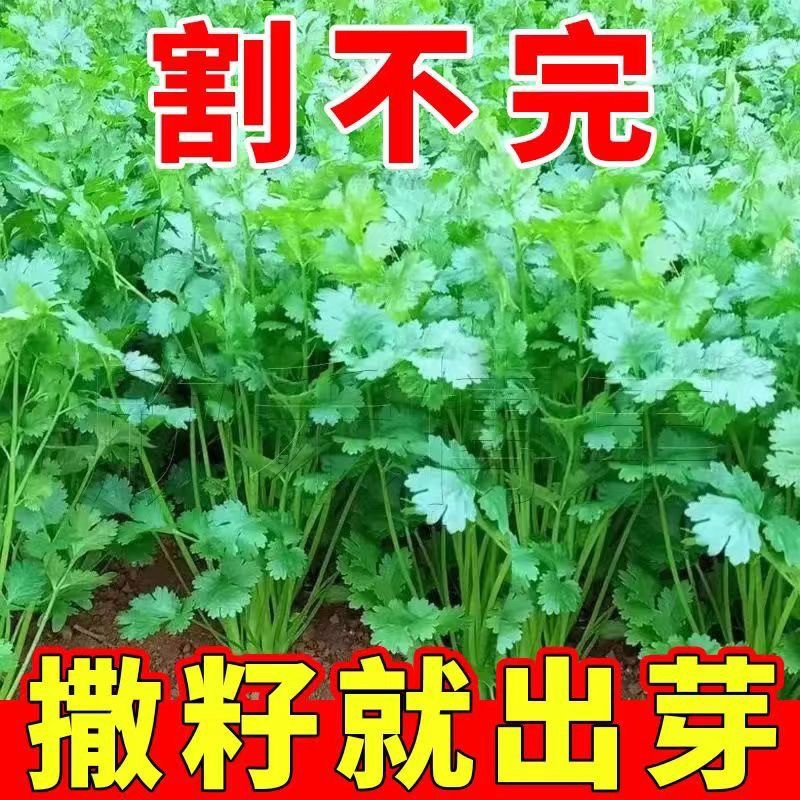 香菜种子大全农家盆栽苗大叶芫荽种籽四季食用香菜籽蔬菜种籽种孑图片