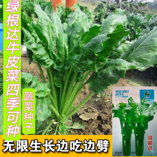 绿根达菜种子菜青菜籽野菜种子蔬菜春夏秋劈菜种籽四季秋冬季