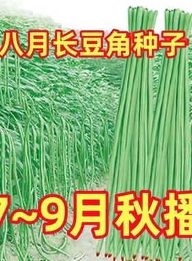 干枝梅特长豆角种子无筋高产