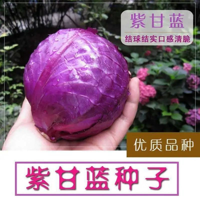 早熟紫甘蓝种子四季结球包心紫白菜种籽易种耐寒孢子卷心蔬菜种籽
