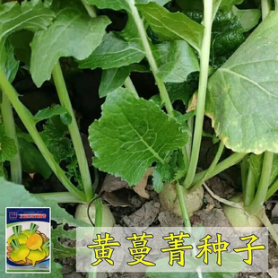 甜面蛋黄蔓菁种子黄肉大头菜抗耐热肉黄色秋季播蛋黄蔓菁蔬菜种子