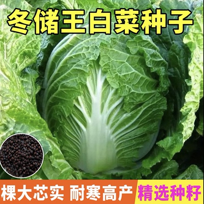 冬储王大白菜王种子腌酸菜黄心包心菜种正宗早熟大白菜秋冬季种子