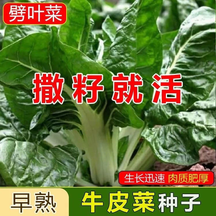 白梗牛皮菜种子厚皮菜饭迟唛根达菜种猪婆菜种籽农家蔬菜种子大全 - 实物图