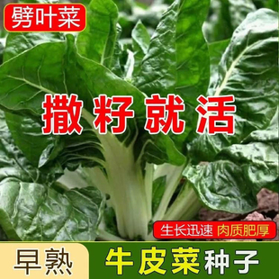 白梗牛皮菜种子厚皮菜饭迟唛根达菜种猪婆菜种籽农家蔬菜种子大全