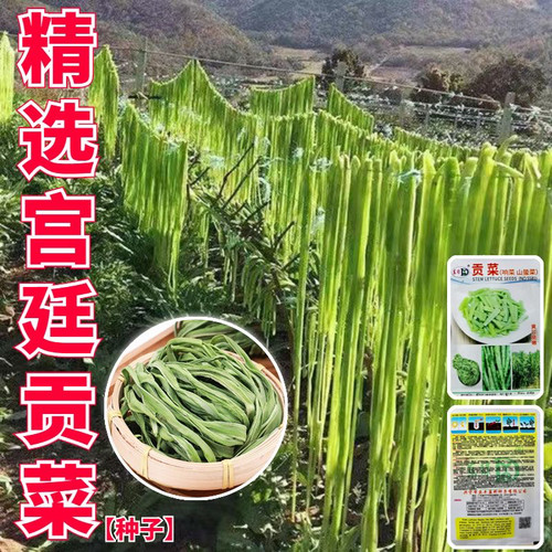 宫廷贡菜种子爽脆耐寒耐热响菜山蛰菜四季播贡菜蔬菜种粒四季种籽