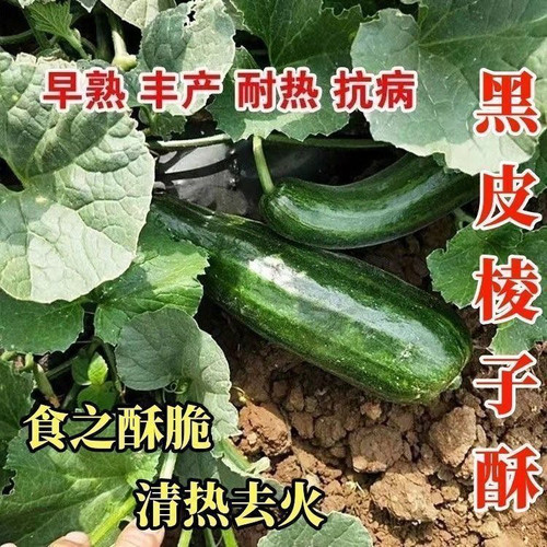 黑皮棱子酥瓜种子六棱酥菜瓜老品种菜瓜种籽黑皮瓜大田蔬菜水果孑