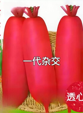 红心红皮萝卜种子胭脂红透心红甜脆萝卜籽四川腌制泡萝卜蔬菜种子