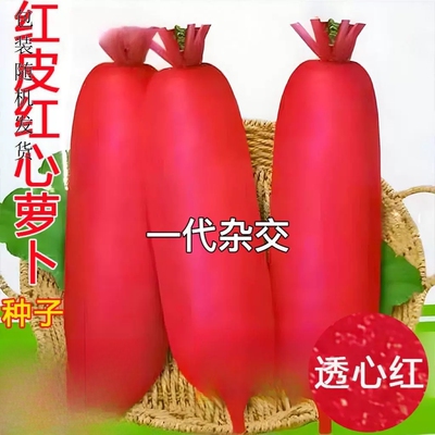 红心红皮萝卜种子胭脂红透心红甜脆萝卜籽四川腌制泡萝卜蔬菜种子