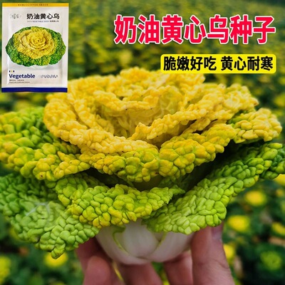 奶油黄心乌塌菜种子黄玫瑰雪里金花四季耐寒黄心菜菊花心菜秋冬