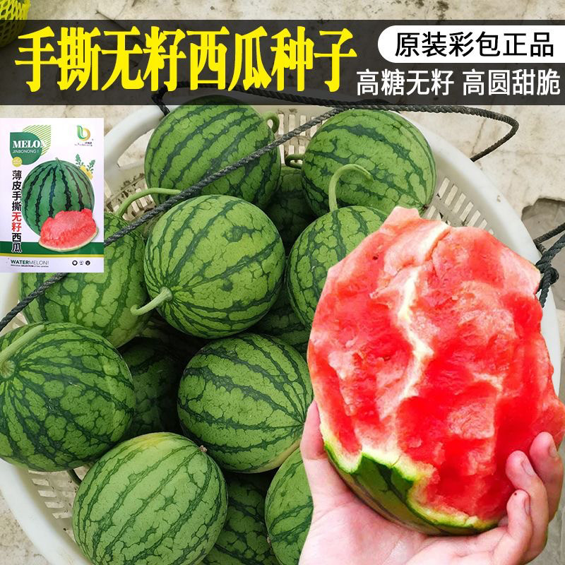 薄皮手撕无籽西瓜种子 皮薄脆甜甜脆多汁 高抗耐裂无籽西瓜种籽