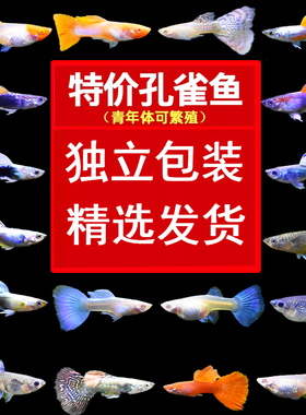 孔雀鱼活鱼观赏鱼活体凤尾斑马热带纯种好养耐活淡水小型胎生金鱼