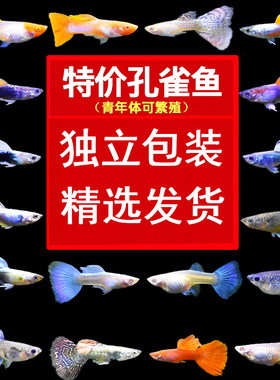 孔雀鱼凤尾鱼活鱼100条小型鱼