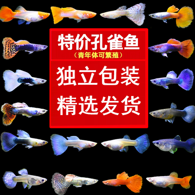 孔雀鱼活鱼观赏鱼活体凤尾斑马热带纯种好养耐活淡水小型胎生金鱼