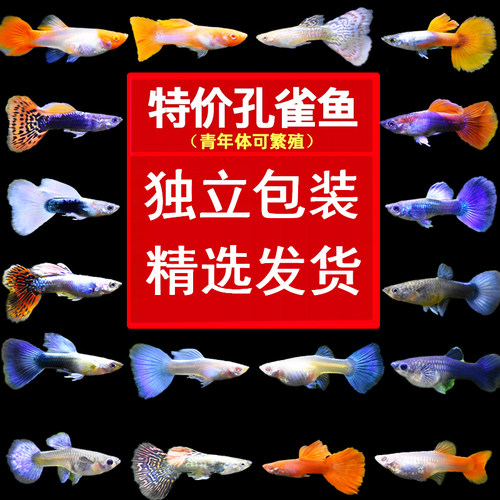 孔雀鱼凤尾鱼活鱼100条小型鱼