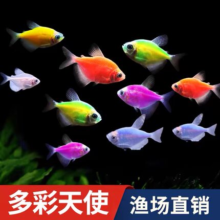 天使鱼不褪色大号群游鱼观赏鱼懒人小型热带淡水混养神仙灯科孔雀