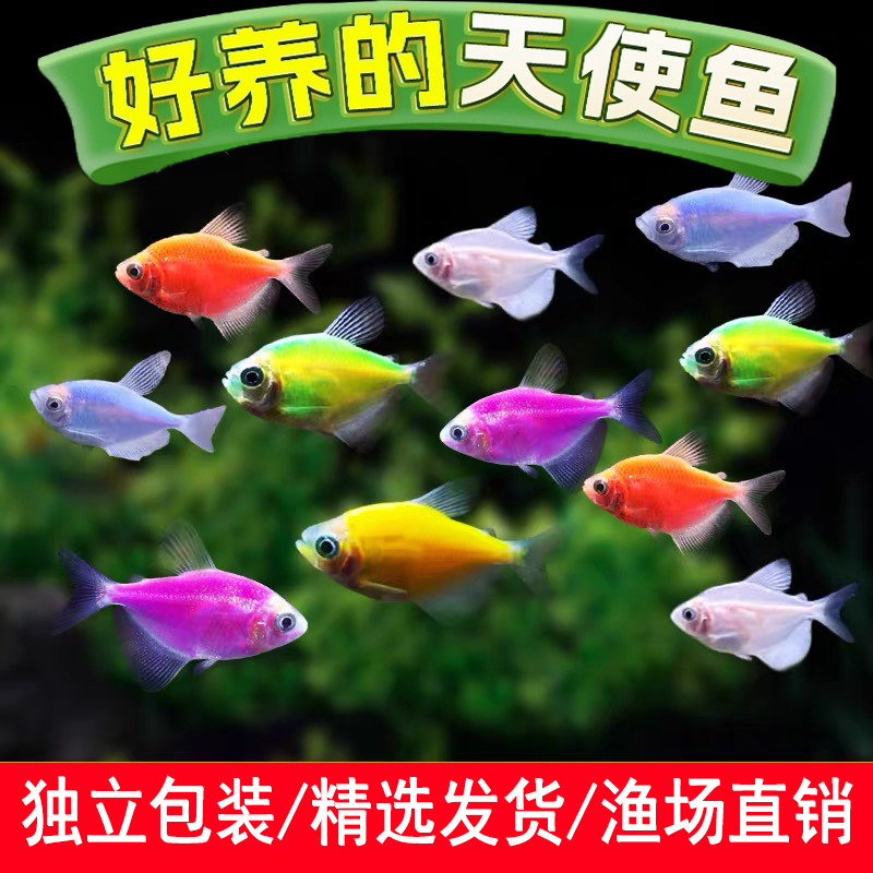天使鱼观赏鱼不褪色大号群游鱼懒人小型热带淡水混养神仙灯科孔雀