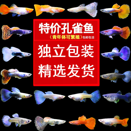孔雀鱼红头天空蓝血红观赏鱼凤尾热带纯种好养淡水小型胎生金鱼