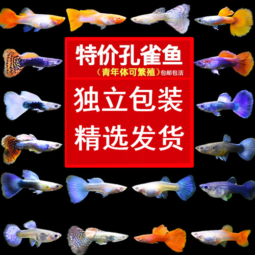 孔雀鱼红头天空蓝血红观赏鱼凤尾热带纯种好养淡水小型胎生金鱼