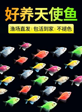 天使鱼观赏鱼不褪色群游懒人小型淡水好养孔雀鱼金鱼斑马鱼鱼苗