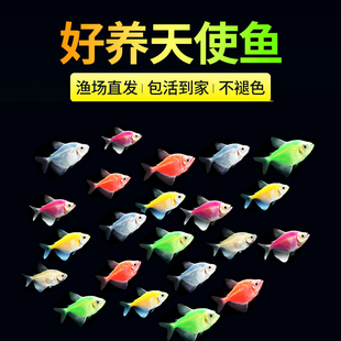 天使鱼观赏鱼不褪色群游懒人小型淡水好养孔雀鱼金鱼斑马鱼鱼苗