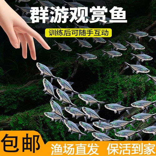 黑尾大勾鱼群游壮观的热带鱼