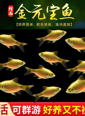 招财金鲫鱼金元宝鱼新手练手鱼