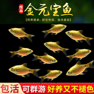 宝招财金鲫鱼新手练手鱼冷水耐寒观赏鱼溪流闯缸淡水玫瑰鲫鱼 金元