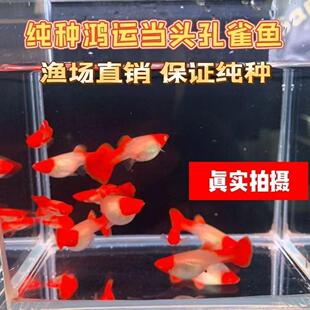 红头纯种鸿运当头孔雀鱼纯种好养耐活可繁殖的热带小型活体鱼