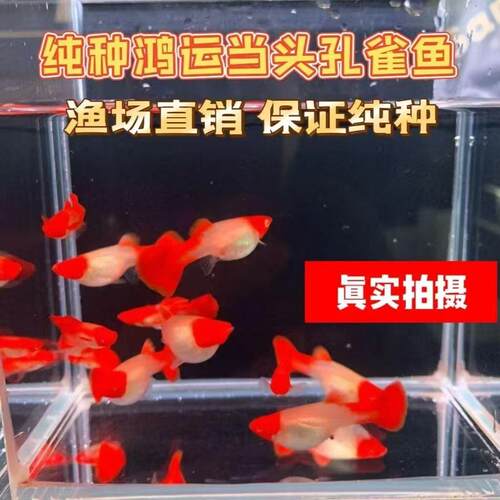 纯种红头孔雀鱼淡水鸿运当头热带